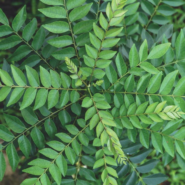 Curry Leaf