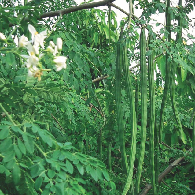 Moringa
