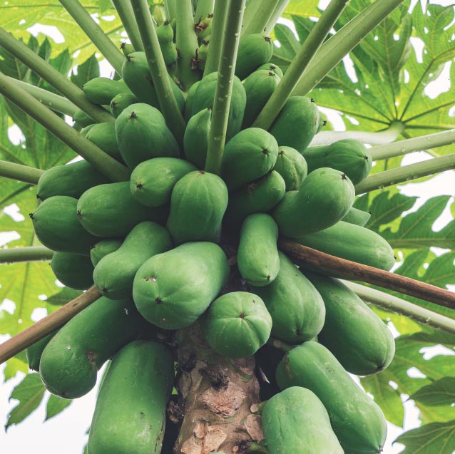 Papaya